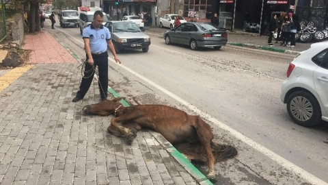 Açlıktan yere yığılan at, barınağa götürüldü