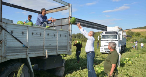 Karacabey’de karpuz hasadı başladı