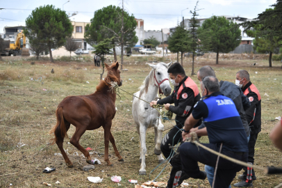 Zabıta başı boş dolaşan atları yakaladı