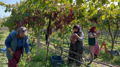 İznik'te "red globe" fırtınası