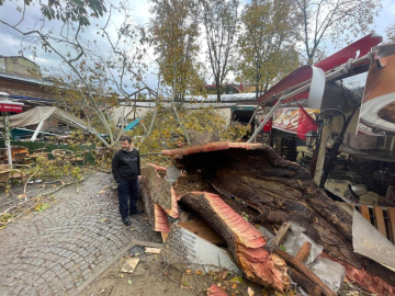 Tarihi Kozahan'da 250 yaşındaki tarihi çınar fırtınaya dayanamadı