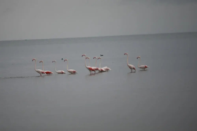 Flamingolardan İznik Gölü'nde görsel şölen