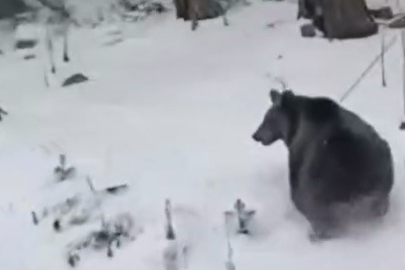 Bursa'da ayılar kış uykusunu unuttu