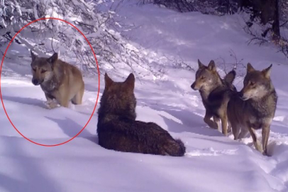 Bursa'da açık renkli kurt ilk kez fotokapanlara yakalandı