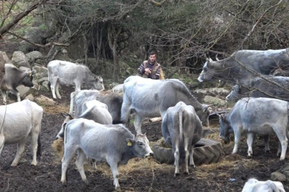 Bursa'da 750 yıllık safkan yerli hayvanları kurşuna dizdiler