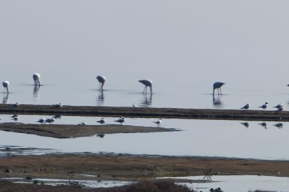 Flamingolar göç yolunda İznik Gölü’nde mola verdi